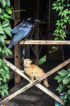 Охота / Рыжий котёнок подкрадывается к ручному ворону