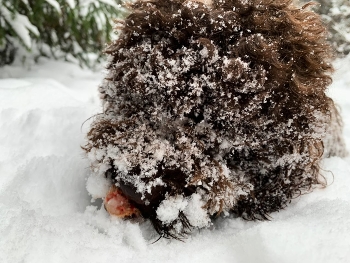 Шишки пахнут по разному / ***