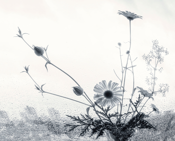 На подоконнике. / Ромашки на подоконнике. За окном дождь.