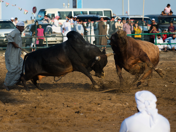 Жестокий ринг / ***