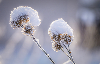 Колючка / утро