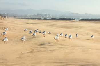 А птицы как люди / ***