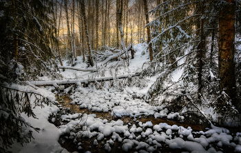 В январском лесу.. / Ивановская область, Пучежский район, приток реки Чабышевки