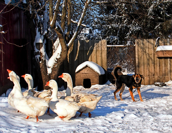 Сельская жизнь / ***