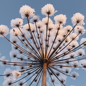 Берщевик / ***