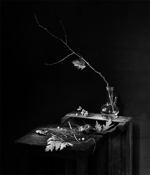 &nbsp; / Натюрморт с листьями серебристого клёна на табурете