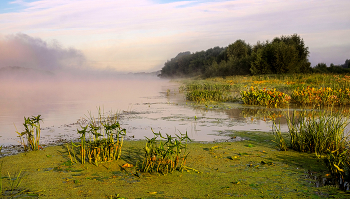 Ока. / Летнее утро.