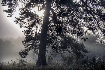 Одинокая сосна / Летние туманы