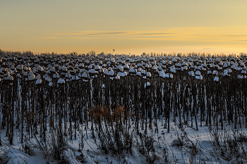 нескошенные / по дороге в Тульской области
