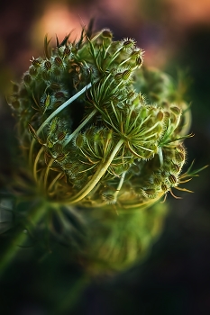 Дикая морковь / ***