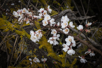 Весна / Весеннего всем настроения ! 
Поздравляю со Старым Новым годом !