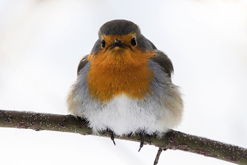 Зимующая зарянка / Зарянка (лат. Erithacus rubecula) — вид птиц из семейства мухоловковых. В XIX веке использовались также названия малиновка, зорька, зорянка и ольшанка.