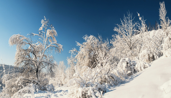 Заснеженной тропой... / ***
