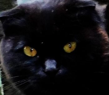 Эмоциональный портрет кота / ***