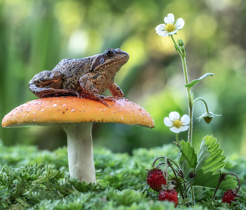 Царевна-лягушка) / Царевна-лягушка)