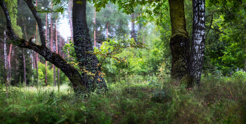 Зарисовка июля / Canon 1100D, Гелиос 44, панорама 6 вертикальных кадров