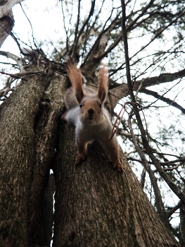Евразийская рыжая белка / игривая белка