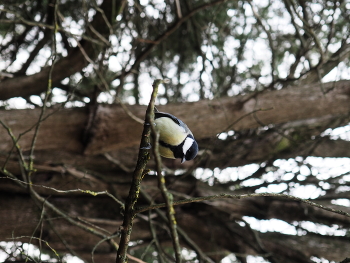 Большая синица / синица