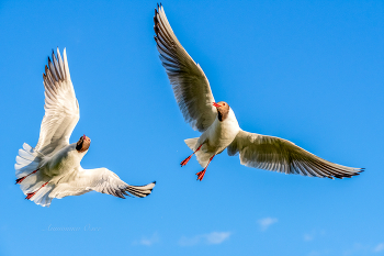 Чайка озёрная. / ***