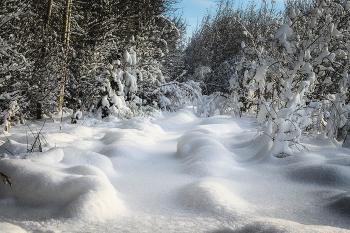 &nbsp; / г. Зеленоград, лесопарк, январь