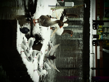 Парящий голубь / Птицы в парке Горького