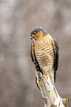 Ястреб перепелятник / ***