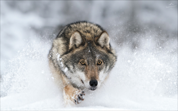 По снегу .. / Погода в первую неделю текущего года не просто не подвела, а подарила множество сюрпризов в виде снегопадов, метелей и полуметровых ( а местами куда более высоких ) сугробов.
Но в целом на съемку это никак не повлияло.
Где-то глубокий снег оказался очень даже кстати ..

Европейский ( серый ) волк.
Беларусь, заказник «Красный Бор», январь 2026г.
(с) https://phototravel.pro/phototravel2026/