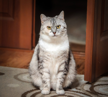 Хозяйка / ***