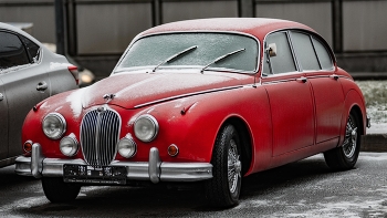 снегири в городе / снегирь