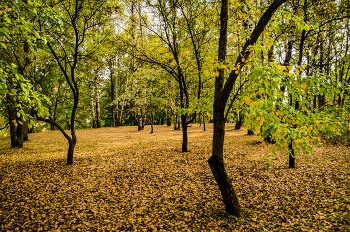 золотой ковер / осенний вид парка
