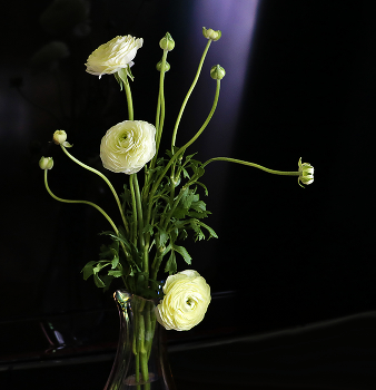 Ранункулюс или лютик азиатский / ***