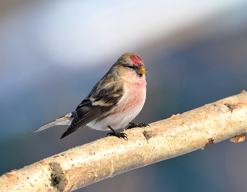 Чечётка / зима, птицы