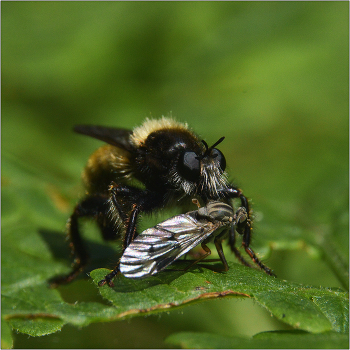 Ляфрия. / Ктырь горбатый - Laphria gibbosa. Тело 1.5-2.5 см в длину, с густым волосяным покровом и темным брюшком. обычен на лесных опушках и полянах. Питается, как и все представители семейства другими насекомыми, которых хватает резким коротким броском, а затем высасывает. Встречается на протяжении всего лета.