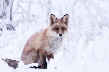 Хитрый лис / ***