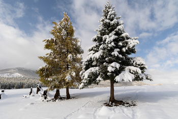 Желтое и зеленое / ***