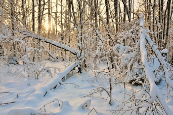 "Деревья пудрой сахарной покрыты ..." / "Деревья пудрой сахарной покрыты,
 Морозный день в лесу справляет пир,
 Он, как ребенок розовый, умытый,
 С улыбкой смотрит в этот зимний мир ..."