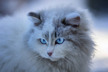 "Сибирячка" / Порода и внешний вид: шерсть, голубые глаза, форма головы и ушей) кошка напоминает представителей сибирской породы или невской маскарадной разновидности; шерсть пушистая, плотная, с выраженным подшёрстком — характерная черта сибирских кошек, приспособленных к холодному климату; окрас сочетает белые и серые участки, что типично для некоторых вариаций сибирской породы. Глаза: ярко-голубые, крупные, овальной формы, широко расставленные — один из главных декоративных признаков породы; морда: округлая, с плавными контурами; уши: среднего размера, с закруглёнными кончиками, слегка наклонены вперёд.