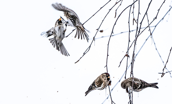 Схватка за еду. / Чечетки шелушат семечки на березе.