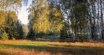 Купаясь в утренний лучах / Августовское утро