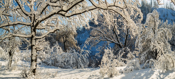 В заснеженных дебрях / ***