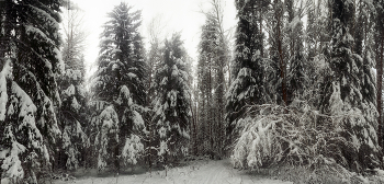 Зима в Щегловской засеке / Тула