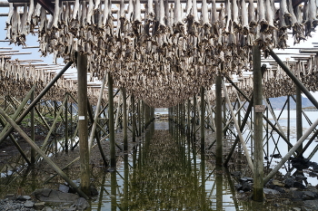 Скрей / треска