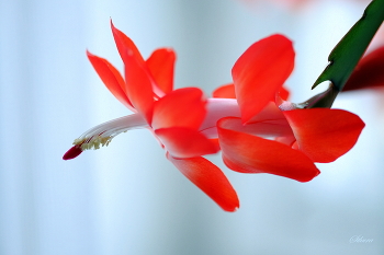 Декабрист. / ***