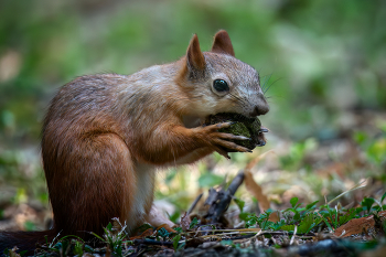 Ледниковый период / Эволюция