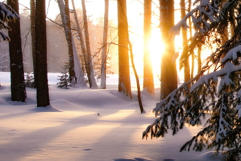 Морозное утро. / Томская область.