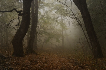 Туманное утро / Осень