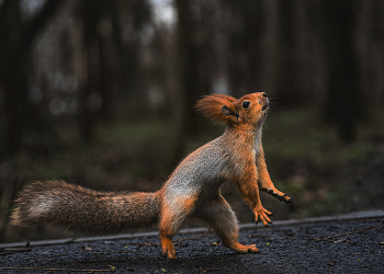 Сейчас я тебя поймаю! / ***