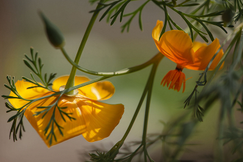 Солнечные / цветы, эшшольция