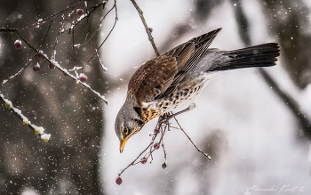Холодно, голодно... / Дрозд рябинник трапезничает.
