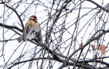 Чечетка. / ***